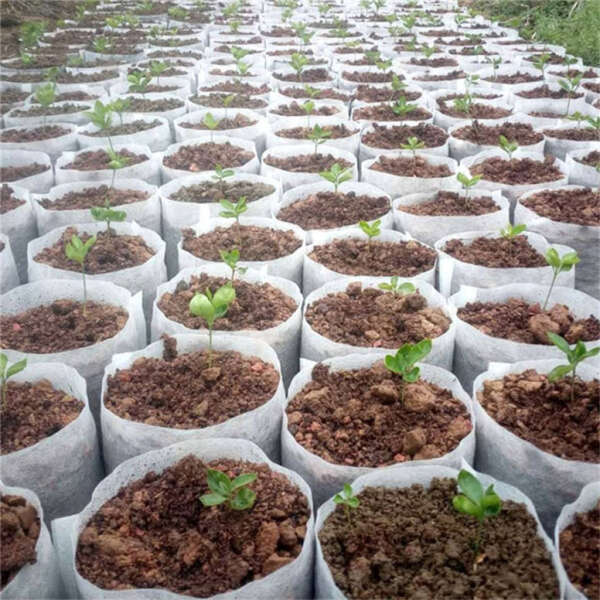LookGrow – Set de 1000 de Saci Biodegradabili pentru Cultivarea Răsadurilor