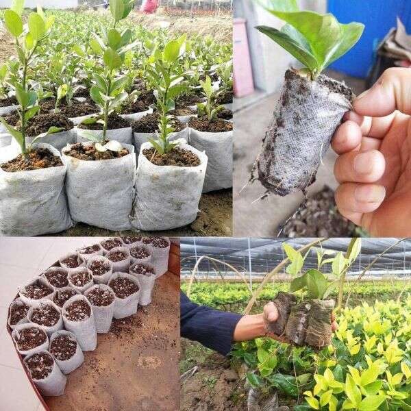 LookGrow – Set de 1000 de Saci Biodegradabili pentru Cultivarea Răsadurilor
